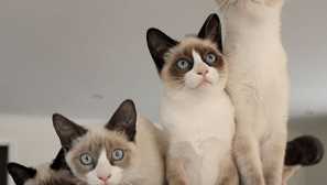 Snow-shu - kočka v zasněžených botách